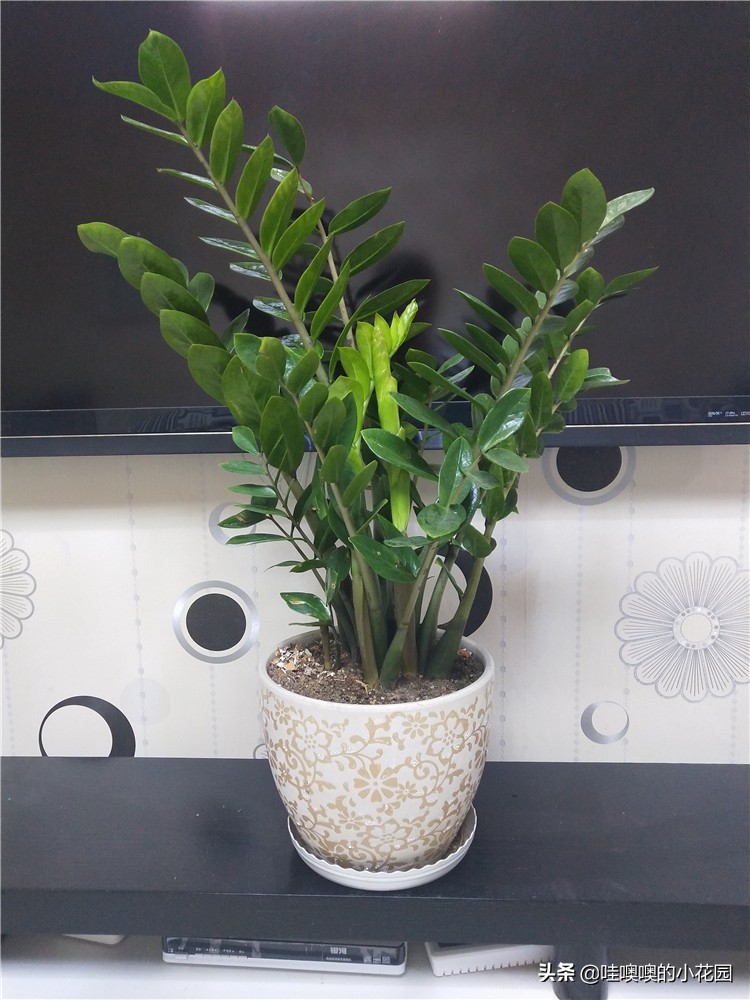 金钱树往下趴要怎么弄,金钱树倒伏