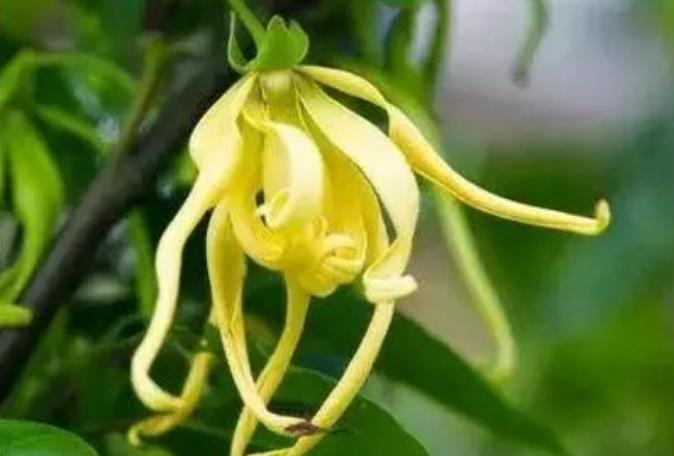 依兰花精油品牌,完全依兰精油