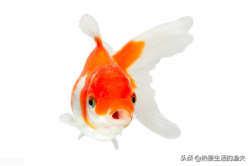 金鱼产卵后多久可以换水,金鱼产卵自己吃掉怎么办