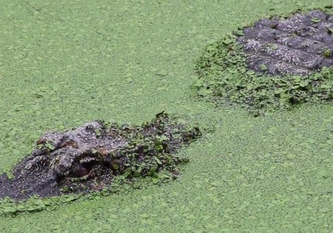 鳄类养殖之防治篇，应对卵黄囊疾病，不得不知的这些知识