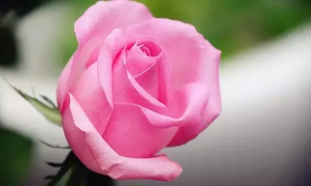 每天学习一点点——100种玫瑰品种科普