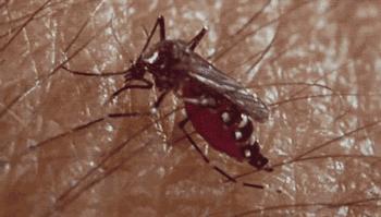 世界上最危险的五种动物第一名,18个看似无害其实很危险的动物