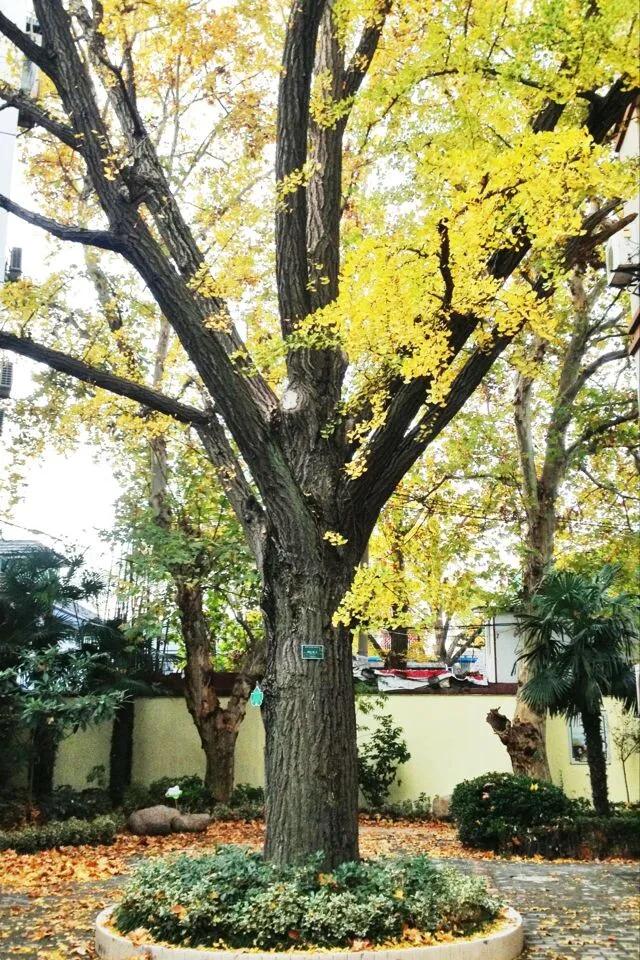 最美的风景美丽的校园,最美的风景就是校园