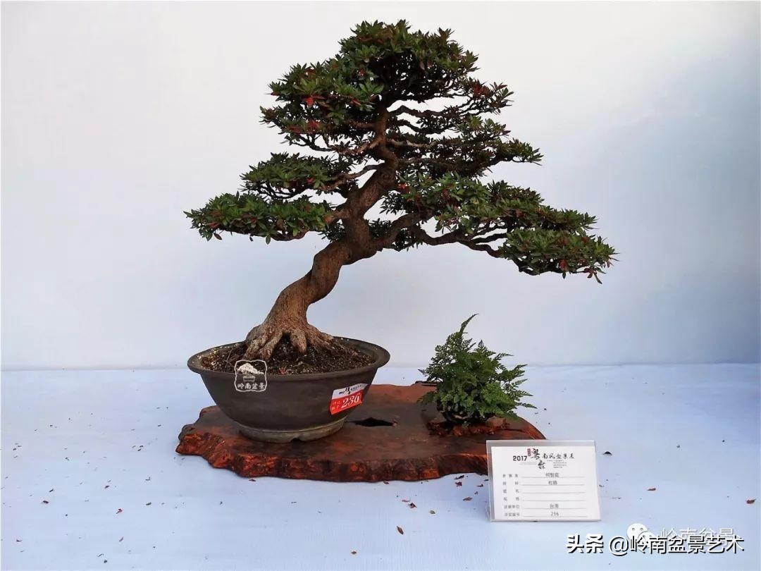 杂木盆景也毫不逊色,杂木盆景值钱吗