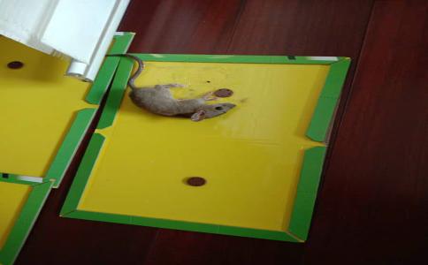 遂宁船山区灭鼠公司家庭灭鼠,专业灭鼠团队怎么灭鼠的