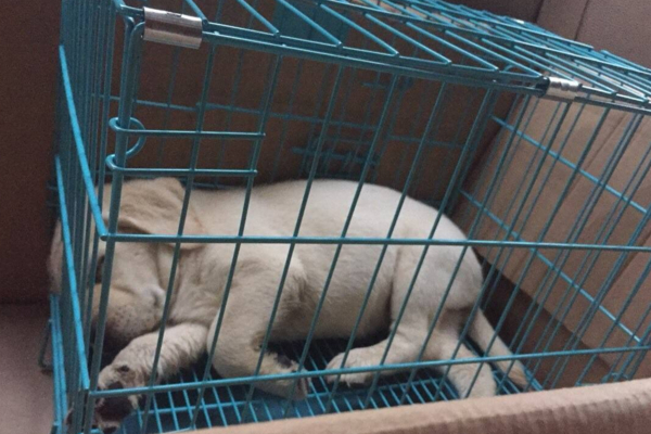 狗狗的报复心理学,狗狗的报复视频大全