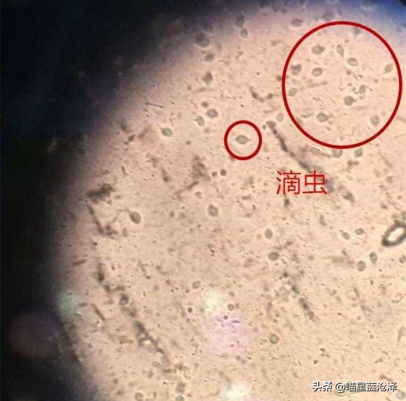 幼猫养护知识大全,幼猫驱虫的注意事项