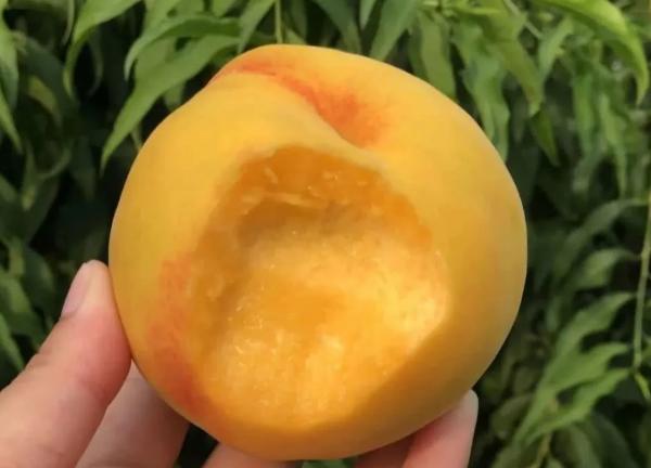 黄桃很好吃甜而不腻很新鲜,又脆又甜的本地黄桃