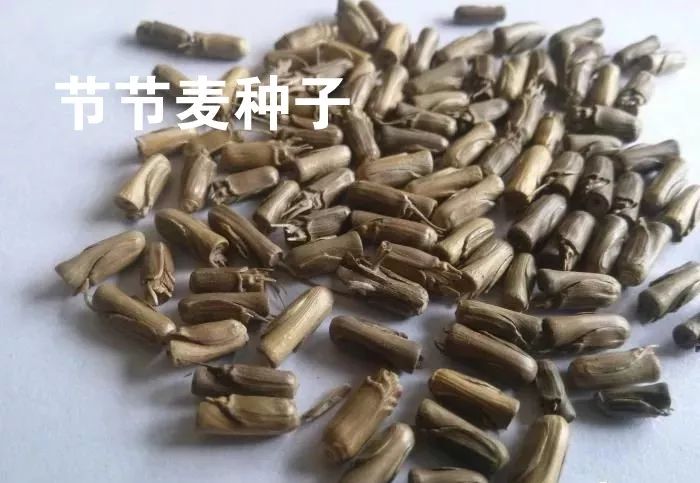 节节麦用啥能治,节节麦现在怎么这么多