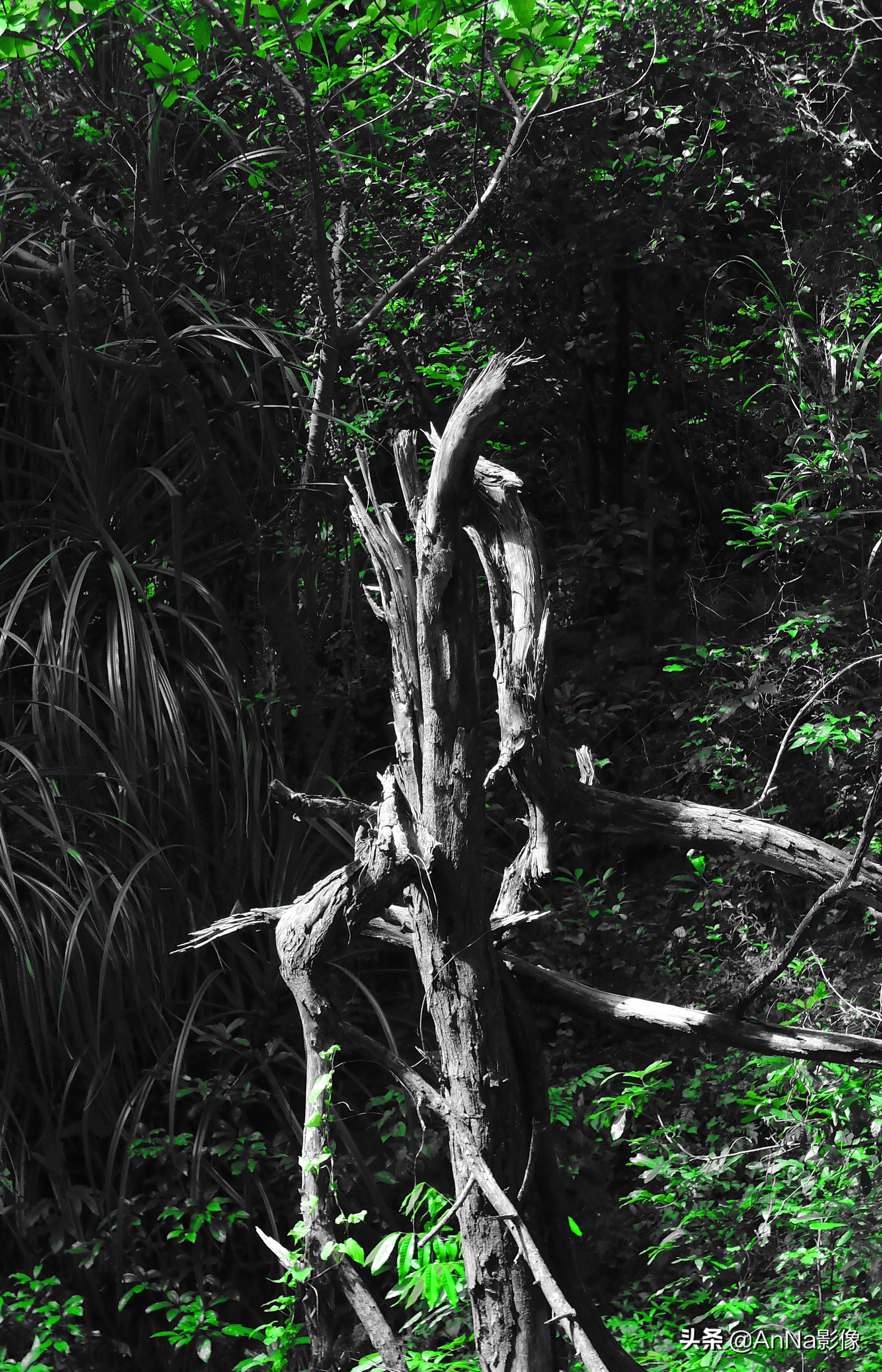 手机富士创意滤镜软件,富士xs10创意滤镜