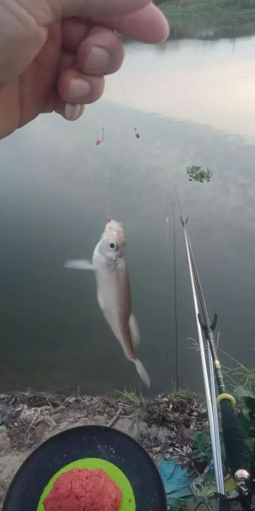 本汀财神鲫竿,本汀财神鲫完整版