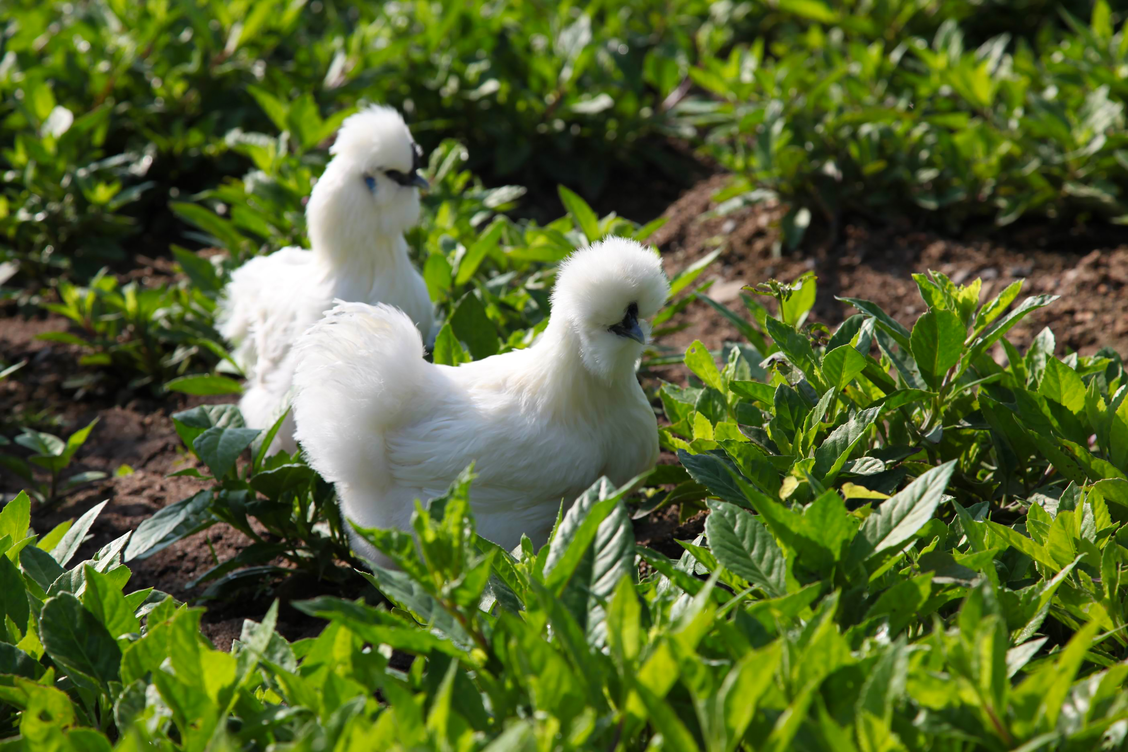 娉板拰鍘夸箤楦″,姹熻タ娉板拰姝﹀北涔岄浮