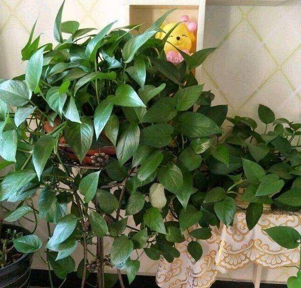 绿萝怎么养才能使它绿油油的,绿萝怎么养才能更旺盛叶子更翠绿