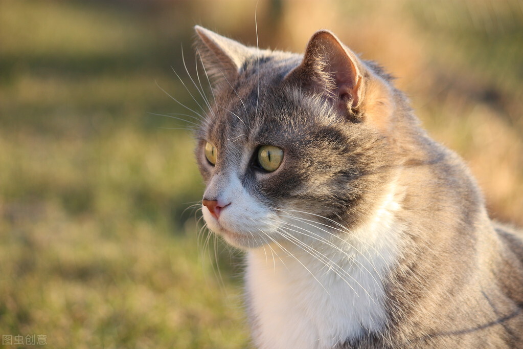 中华田园猫之中哪个猫最厉害,中华田园猫颜值高好养吗知乎