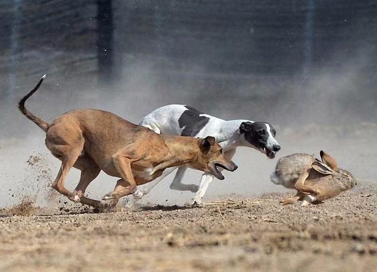 谁知道这是什么品种的狗,这是什么狗的品种