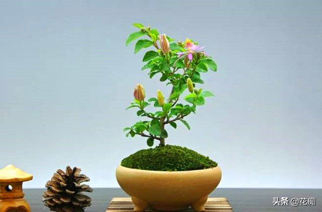 养不活睡莲,养不好花就种草