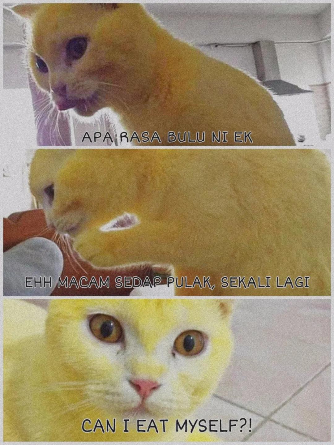 泰国姜黄治疗猫皮肤病,泰国女孩用姜黄治猫癣