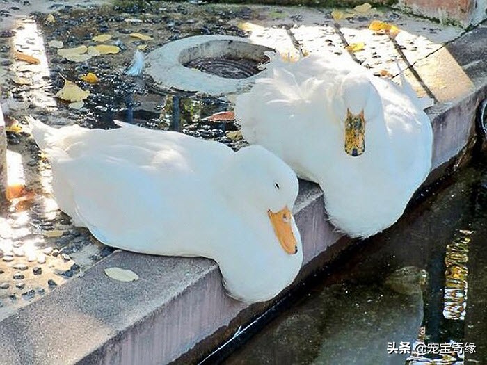 猫是液体动物还是软体动物,猫是液体做的动物