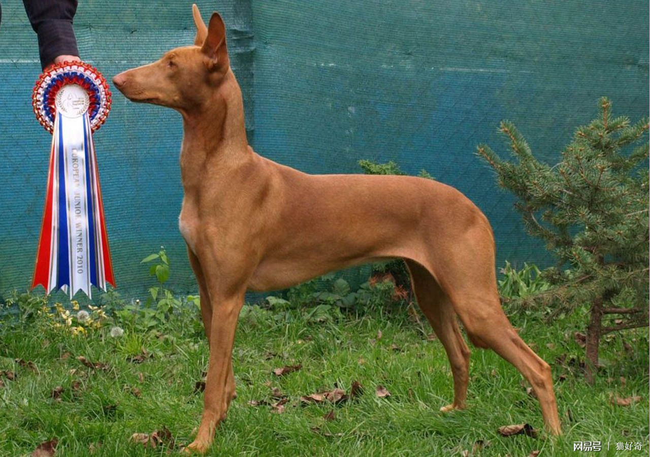 法老王猎犬是大型犬吗,法老王犬品种大全