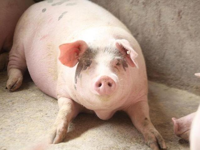 养猪生病吃什么药,养猪大户猪发高烧用什么药好