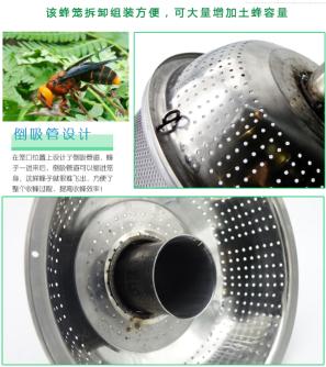 罗源县胡蜂,福州罗源胡蜂养殖基地