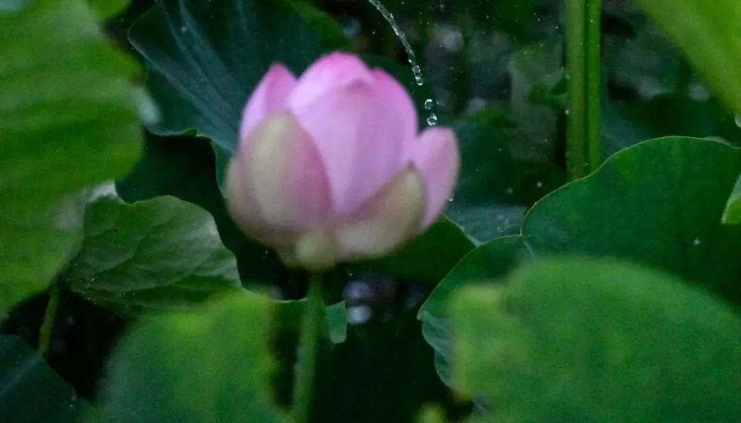 杭州第一波荷花美图大放送！赏荷佳期竟是早上6-8点，哪里最好拍？最新赏荷地图收好