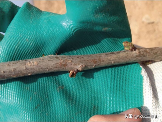 设施甜樱桃花期管理,樱桃种植技术及病虫害防治