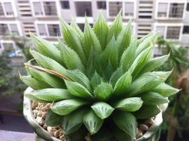 水晶的多肉植物有哪些品种,像水晶的多肉植物图片