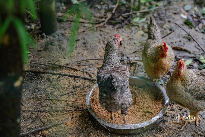 一下雨徽州就成了水墨色,安徽石台避暑胜地