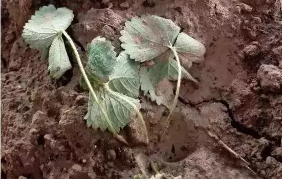 草莓开花没有新叶是什么原因,草莓新叶发黄边缘发红是什么原因