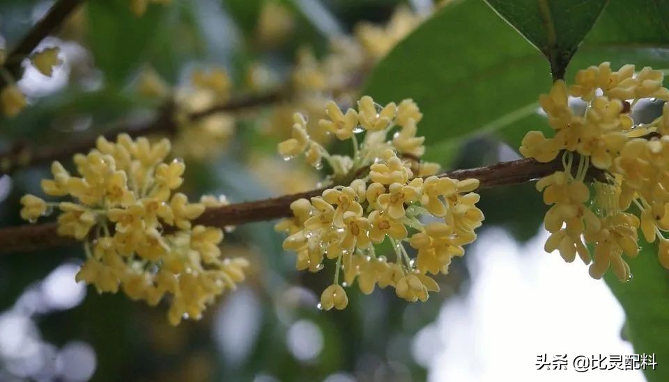 清幽桂花香,桂花果味香精