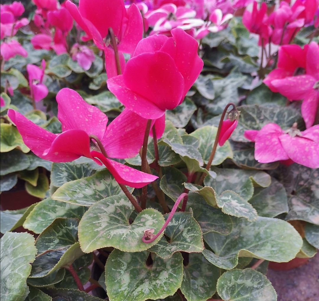 养仙客来怎么浇水,养仙客来时注意这几点轻松养爆盆