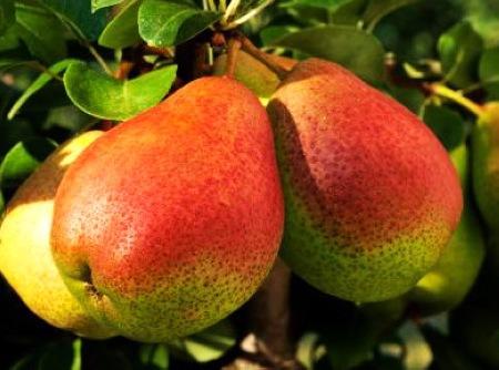 这6种水果蒸着吃止咳化痰又润肺,一些止咳的水果