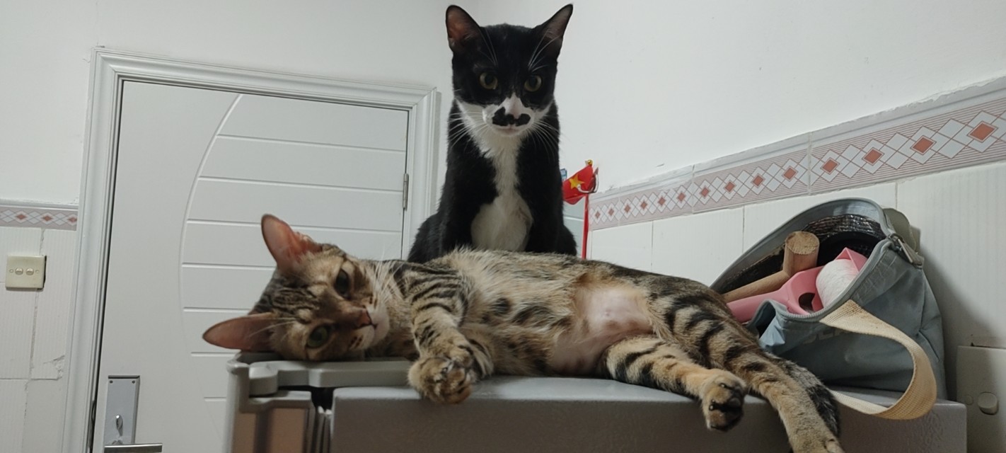 猫咪生病了不吃猫粮但是吃营养膏,猫咪生病怎么治疗最好