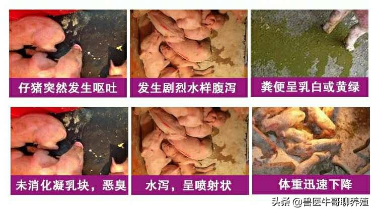 小猪出生第二天就拉稀脱水死亡,出生5天的小猪仔拉稀喘怎么治疗