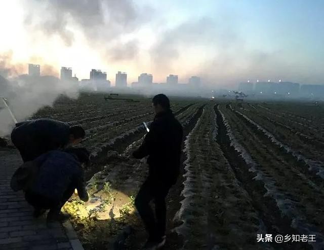 马铃薯出苗后死秧怎么回事,马铃薯出现死棵烂根怎样解决