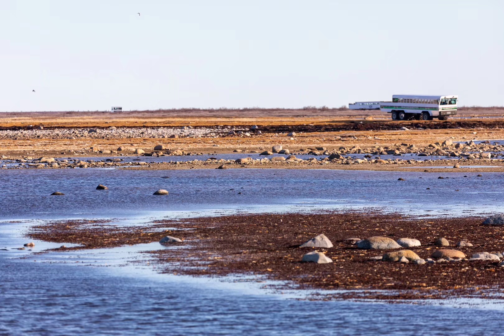 去北极旅游遇到北极熊的几率高吗,去趟北极