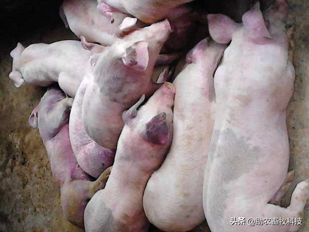 猪场感染疑似慢性非洲猪瘟与混感蓝耳等疾病如何快速净化措施