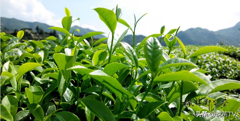 莆田郑宅茶叶,郑宅茶醇厚回甘