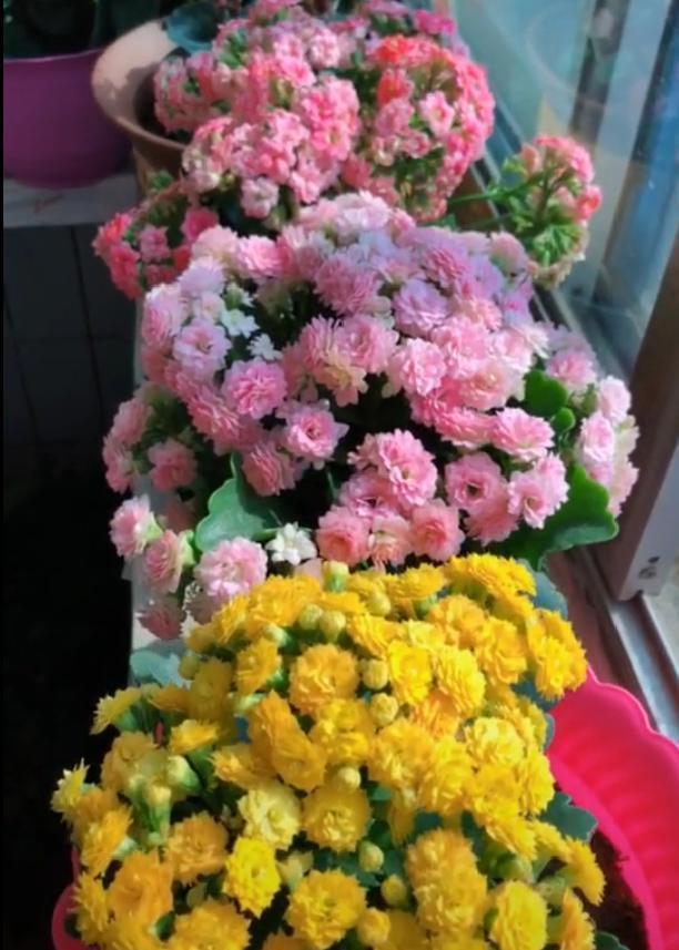 养花人养的花都有哪些,什么花养人又健康又好养