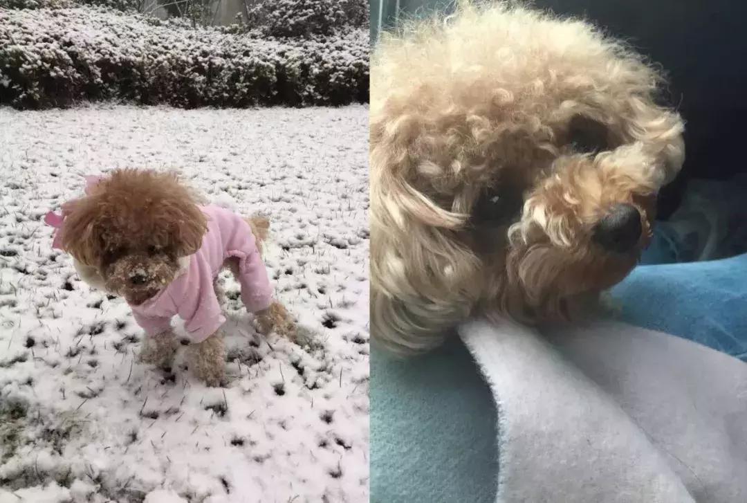 被狗咬了疫苗要打哪里,被狂犬狗咬了怎么办