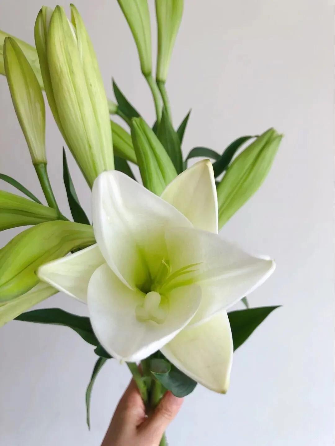 香水百合鲜切花云南鲜花基地,什么颜色的百合最好养活