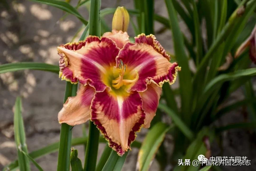 全球知名育种商网上推新品——TerraNova、ProvenWinners|环球