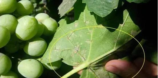 有关葡萄的病症,葡萄新梢病害图谱