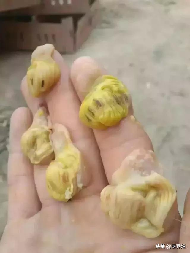 腺肌胃炎一招解决,鸡群腺肌胃炎高发如何有效应对