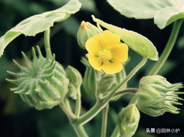 农村常见的药材植物大全,农村有什么好玩的植物还是常见的