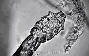 明星亲测力推同款洗发水,康王亲测