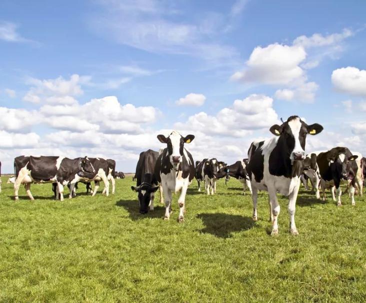 奶粉排行榜10强opo含量,哪款奶粉opo含量比较高