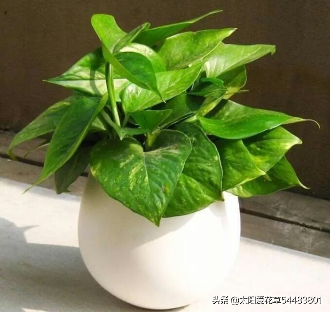 夏天绿萝怎么养才能爆盆和爬满墙,一盆绿萝新叶片翠绿