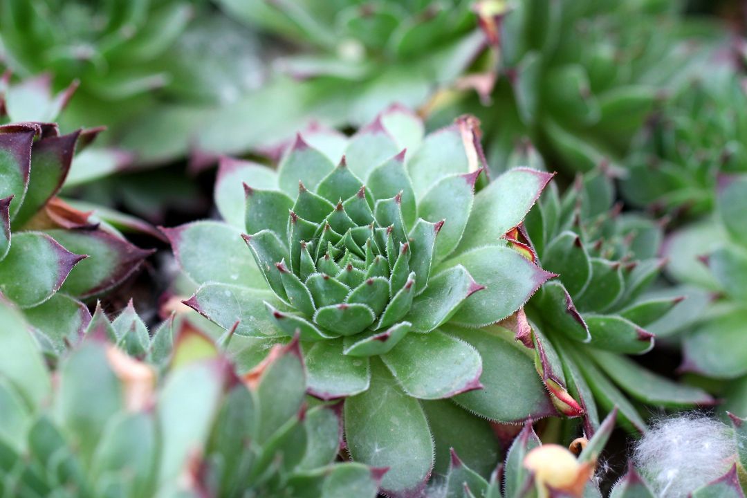 观音莲爆崽后要不要剪,观音莲小崽多久可以爆侧芽